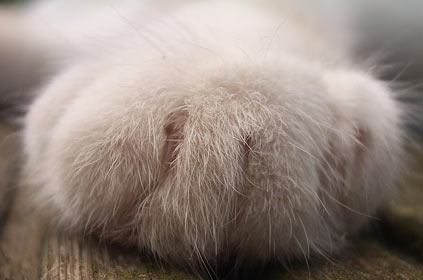 close up of cat's paw